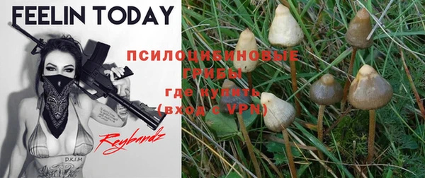 прущие грибы Бронницы